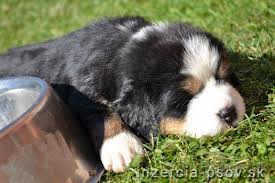 bernsky salas.... ....