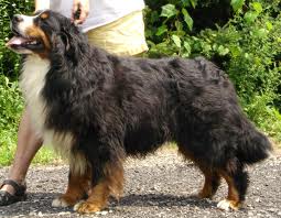 bernsky salasnícky pes